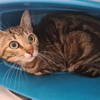 MYSTERE, chat à adopter