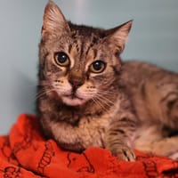 GRISETTE, chatte à adopter