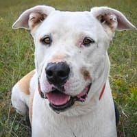 Titi, chien à adopter