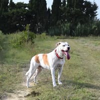 Titi, chien à adopter