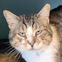 Anis, chat à adopter