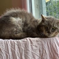 Donovan, chat à adopter