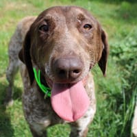 Iris, chienne à adopter