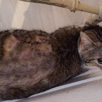 Medina, chatte à adopter