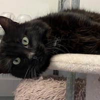 STORMY, chat à adopter