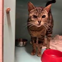 TAIGA, chatte à adopter