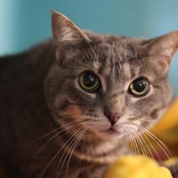 POUTINE, chatte à adopter