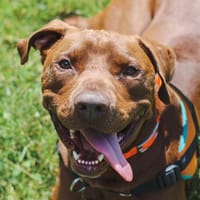 CHOCO HAA24525, chien à adopter