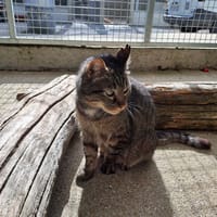 AMON, chat à adopter
