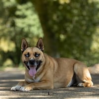 Falco, chien à adopter