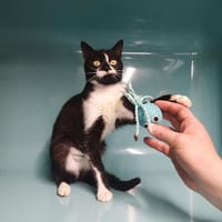 Réservée CANAILLE, chatte à adopter