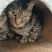 THOR C, chat à adopter