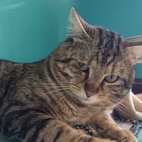 ODERIM C, chat à adopter