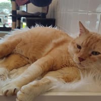GRENOUILLE, chat à adopter