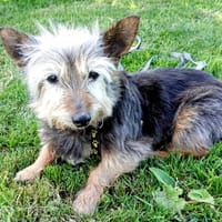 GUESS, chien à adopter