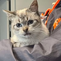 CHAMALLOW, chat à adopter