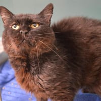 Thor Cab3876, chat à adopter