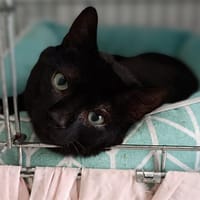 Dentafix, chat à adopter