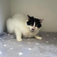 MARIA, chatte à adopter