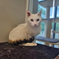 TOUFEU, chat à adopter