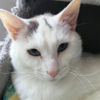 EDEN, chat à adopter