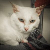 White Spirit, chat à adopter