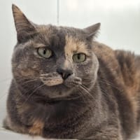 TESSA (TAMIE), chatte à adopter