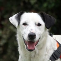 POPEYE, chien à adopter