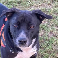 BERETTA, chien à adopter