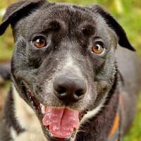 BERETTA, chien à adopter