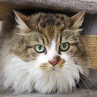 Shadow, chat à adopter