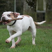 Lya, chienne à adopter
