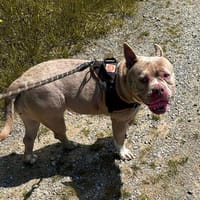 Polly, chienne à adopter