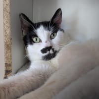 FILOU, chat à adopter