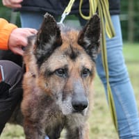 Lego, chien à adopter