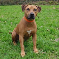 Jumpy, chien à adopter