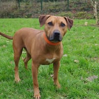 Jumpy, chien à adopter