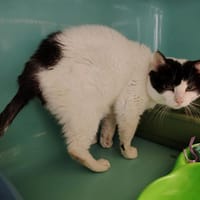 SALTO, chat à adopter