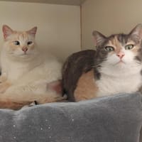 Yuki pab27333, chat à adopter