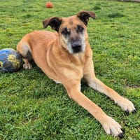 ODIN, chien à adopter
