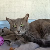 PROFITEROLE C, chat à adopter