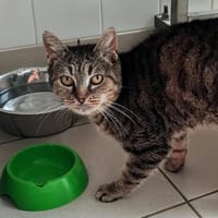 Colibri, chatte à adopter