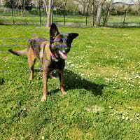 UVA, chienne à adopter