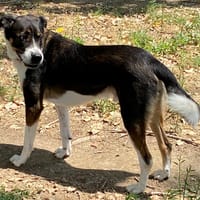 Nollan, chien à adopter