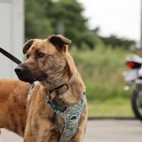 LULU, chien à adopter