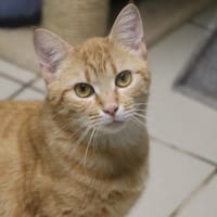 MARLEY, chat à adopter