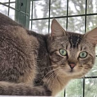JIBRI, chat à adopter