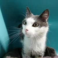 Basil, chat à adopter