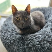 PATAMOCHI, chatte à adopter