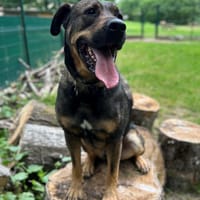 MASTOK, chien à adopter